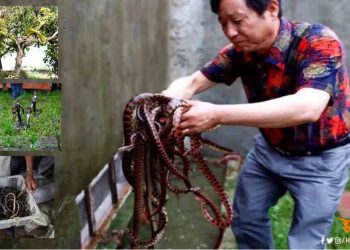 एक गाँव जहाँ होती है हज़ारों जहरीले सांपो की खेती