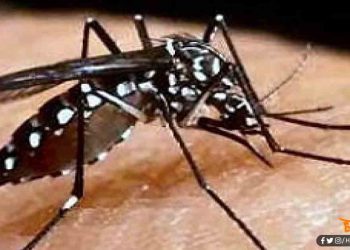 Dengue, Bhartiya vaigyanikon ne banaya dengue ki dawai, Dengu ki dawa ki hui khoj, Dengue news, Bihar lettest news, Bihar update, Bihar khabar, Bihar hindi news, Bihar update, Bihar lettest news,