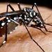 Dengue, Bhartiya vaigyanikon ne banaya dengue ki dawai, Dengu ki dawa ki hui khoj, Dengue news, Bihar lettest news, Bihar update, Bihar khabar, Bihar hindi news, Bihar update, Bihar lettest news,