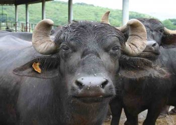 फरमान : दो से ज्यादा भैंस रखने पर लगाना होगा बिजली का कॉमर्शियल मीटर