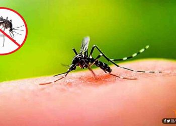 Dengue, Bhartiya vaigyanikon ne banaya dengue ki dawai, Dengu ki dawa ki hui khoj, Dengue news, Bihar lettest news, Bihar update, Bihar khabar, Bihar hindi news, Bihar update, Bihar lettest news,