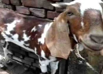 एक बकरी की मौत ने 2.68 करोड़ रुपए का चूना लगा दिया