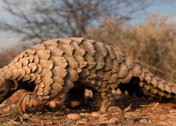 जिस दुर्लभ जीव के बारे कल से मीडिया चीख रही है, जानिये वो क्या है ?