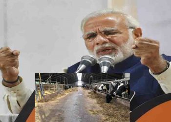 अब आपका दूध भी चायना से आयेगा, मोदी सरकार की मुक्त व्याापार नीति ने भारत के किसानो को भी पस्त कर दिया है