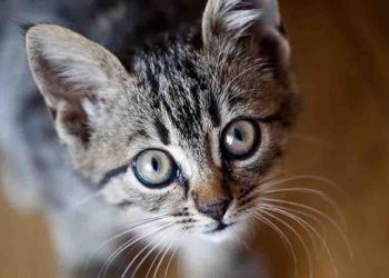 एक बिल्ली मारने की इतनी सजा : सोच कर ही रूह कांप जाएगी