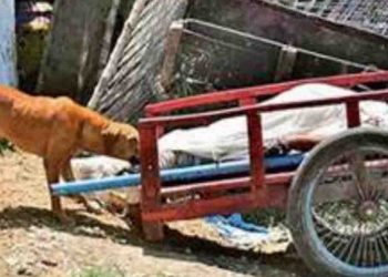 अस्पताल में शव को नोचता रहा कुत्ता : मानवता मूकदर्शक बन देखती रही