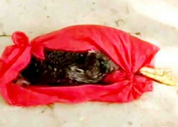 एक मुर्गे की मौत पर 7 लोगों पर FIR हो गया है