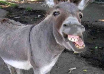 देश में 52% कम हुई घोड़ों, गधों, टट्टुओं और खच्चरों की आबादी, पंजाब में केवल 471 गधे बचे हैं