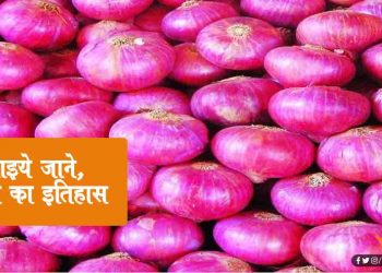 चार हजार साल पुराना है ‘प्याज’ से इंसानों का ‘प्यार’