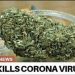 क्या भांग है कोरोना वायरस का इलाज ?