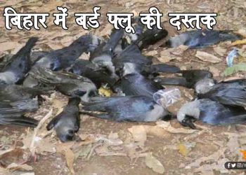 कोरोना और स्वाइन फ्लू के बीच में बिहार में बर्ड फ्लू की दस्तक