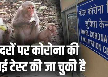 कोरोना वैक्सीन का बंदरों पर सफल परीक्षण : अमेरिका ने इंसानों पर शुरू की टेस्टिंग