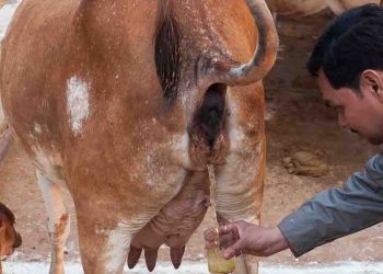 कोरोना : दूध से भी मंहगा बिक रहा गोमूत्र