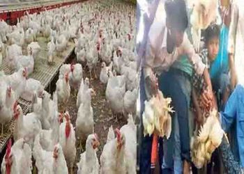 कोरोना के कारण लुटा दिया 5 लाख का मुर्गा, और नुकसान से बच गया