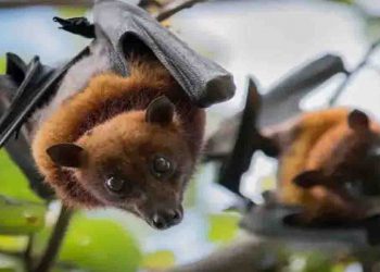 भारतीय वैज्ञानिकों का खुलासा : देश के 10 में से 5 राज्यों के चमगादड़ों में मिला कोरोना वायरस