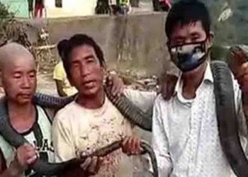 घर में नही था राशन, लोगों ने 10 फीट लम्बे कोबरा को मारकर खा लिया