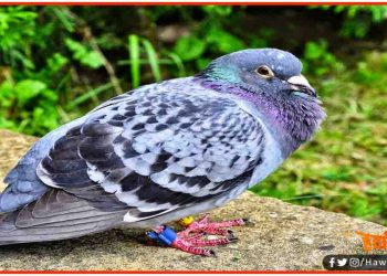 भारत-पाकिस्तान सीमा पर पकड़ा गया जासूस कबूतर : पैरों में था कूट भाषा में संदेश