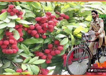 अब ऑनलाइन ऑर्डर करें मुजफ्फरपुर की लीची, डाकिया पहुंचाएंगा घर