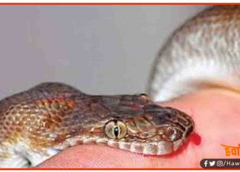 क्वॉरेंटाइन सेंटर में सांप काटने से मजदूर की मौत : राजस्थान से आया था कुछ दिन पहले