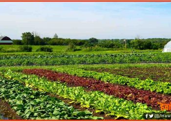 सब्जियाँ जो बढ़ाएगी आपकी इम्यूनिटी : उत्तर कोरिया उगा रही है खास सब्जियाँ