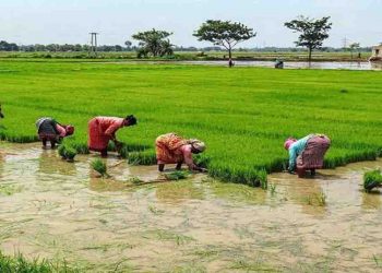 बिहार में प्री मानसून से झूमे किसान : घान के बिचड़े को राहत, मुंग-मकई पर आफत