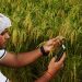Kisan, Pm Kisan, Bihar, Bihar news, Bihar lettest update, Bihar update