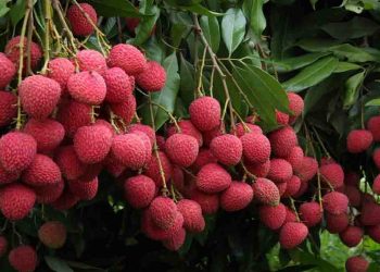 राष्ट्रपति और पीएम चखेंगे लीची का स्वाद, आज भेजी जाएगी शाही लीची