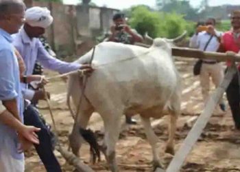 बिहार के खेतों में हल-बैल लेकर खेती करने पहुँचे नाना पाटेकर