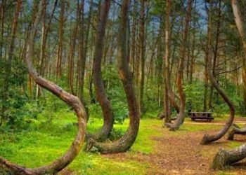 Bihar, Bihar News, Bihar lettest Update, corona Virus, Corona, Hawabaaz media, hawabaaz