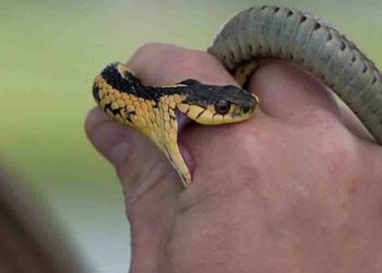 Snake Bite, Bihar News, Bihar Lettest Update, Bihar New, Bihar, Nitish Kumar, Tejashwi Yadav, Election Update