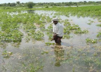 Bihar, Kisan, Baadh, Fasal Barbar, Fasal Doob Gaya, Bihar me baadh, Flood in bihar, Help Flood victims, Bihar news, Bihar samachar