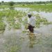 Bihar, Kisan, Baadh, Fasal Barbar, Fasal Doob Gaya, Bihar me baadh, Flood in bihar, Help Flood victims, Bihar news, Bihar samachar