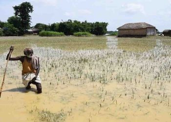 Bihar, Kisan, Baadh, Fasal Barbar, Fasal Doob Gaya, Bihar me baadh, Flood in bihar, Help Flood victims, Bihar news, Bihar samachar