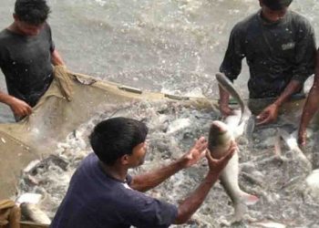 यह बिहारी कई बड़े-बड़े कारोबारी को दे रहा टक्कर : मछली पालन कर एक साल में कमा रहे हैं करोड़ों रूपए
