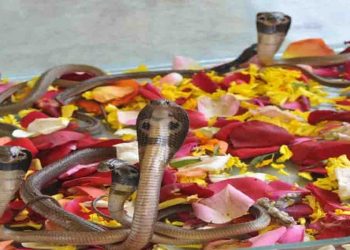 नागपंचमी आज: इन उपायों से करें नाग-देवता की पूजा, पुरे होंगे सारे मनोरथ