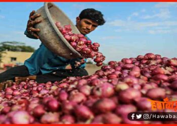 Pyaz ki keemat, Nepal, Pyaz, Bihar, Onion,