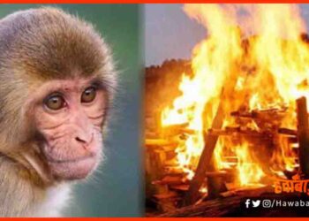 Monkey, Kuseshwar Sthan, Darbhanga, Darbhanga News, Bihar News, Bihar Hindi news, Bihar hIndi khabar,