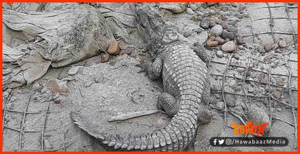 Crocodial, Magarmachh, Bihar chunav, Bihar khabar, Bihar hindi news, Balmiki tiger reserve,