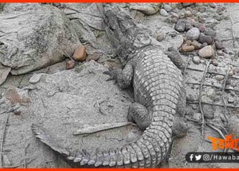 Crocodial, Magarmachh, Bihar chunav, Bihar khabar, Bihar hindi news, Balmiki tiger reserve,