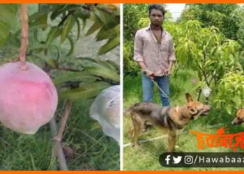 7 Aam ki rakhawali ke liye 6 guard, Duniya ka sabse mahnga aam, Miyajaki aam, Egg of Sun, Japanese Mango, Azab Gazab, Madhyapradesh news, Madhyapradesh Miyajaki aam,