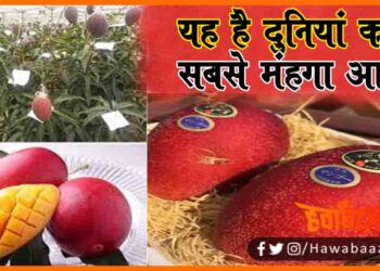 Duniya ka sabse mahnga aam, aam ki Keemat Jankar Hairan rah jayenge aap, Hapus Aam, Alfanso aam, Waah Aaam, Japani Aaam, Pakistani Aam taito no tamago aam, Taito no tamago,