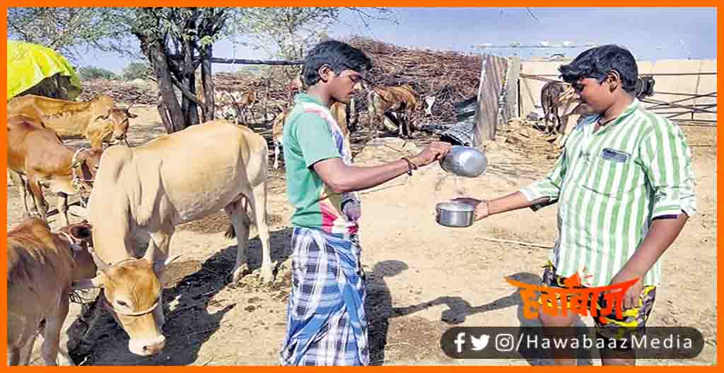 Free Milk to everyone, Yahan free me milta hai doodh, Gay ka doodh free me milta hai, Muft me lijiye gaay ka doodh, Gaushala, Azab gazab, Haydrabad, Ganjihalli village, Hydrabaad news,