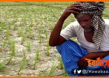 Bihar, Kisan, Parali, PMKY, PM Kisan, Bihar ke kisan, Parali Jalane par nahin milega subsidy, Bihar news, Bihar lettest news, Bihar khabar, Bihar hindi news,