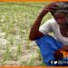 Bihar, Kisan, Parali, PMKY, PM Kisan, Bihar ke kisan, Parali Jalane par nahin milega subsidy, Bihar news, Bihar lettest news, Bihar khabar, Bihar hindi news,