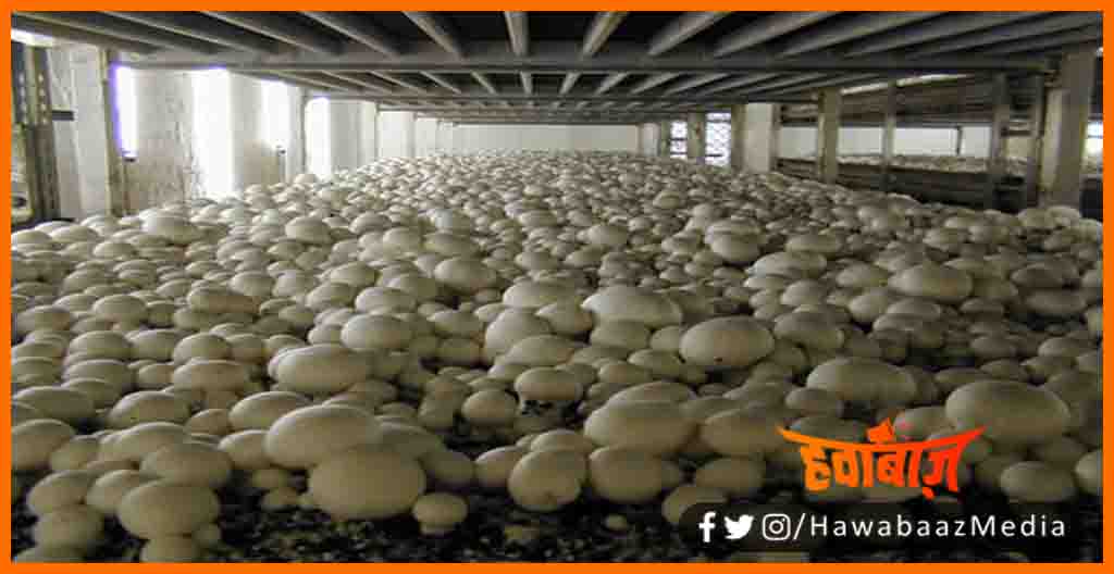 Mashroom Ki kheti, Mashroom ka khoya, Mashroom ka paneer, Mashroom ki sabji, Mashroom ka biscut, Mashroom ka samosa, Bihar me mashroom Pusa krishi vishwvidyaly, Bihar news,