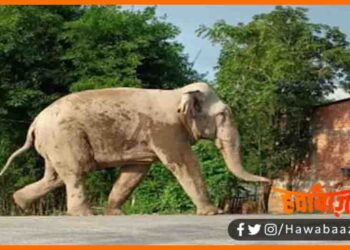 Nepal Se bhatak Kar aaya hathi, Nepali hathi ne bihar me machai tabai, Araria me Hathi ne Machai tabahi, Bihar Me Hathi ne masoom ko raunda, Masoom ko hathi ne mara,