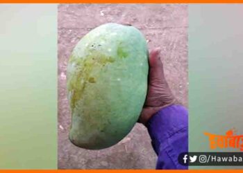 Nurjahan Aam, Nurjahan aam ki khasiyat, Kyon khas hai nurjahan aam, Bihar me nurjahan aam kahan milega, Duniya ka sabse mahnga aam, India ka sabse mahnga aam,