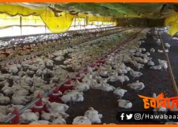 Poltry Farm, Chiken, Corona, Chicken ho gaya Mahnga, Bihar me murge ka rate, Corona me Murge ka rate, Egg, Chicken,