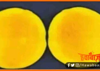 Sabaur mango, Sabaur aam, aam ki nayi prajati, Bihar ne khoji aam ki nayi kism, aam ki nai fasal bihar ne dhundha, Bihar news, Bihar khabar, Lettest mango news,