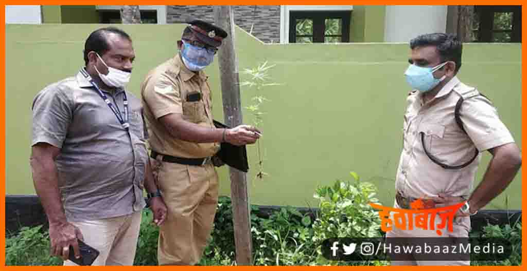 World Enviroment Day, Vishwa Prayvaran Diwas, Vishwa Prayawaran diwas par lagaya ganja ka paudha ,Ganja ka paudha lagane wala girftar, Keral news, Kerela news,